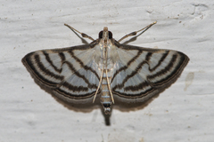 Ravanoa xiphialis