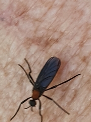 Plecia ruficollis