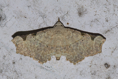 Prolophota trigonifera