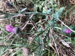 Carduus crispus