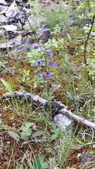 Delphinium crassifolium