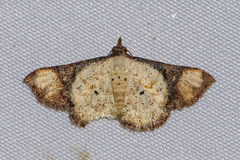 Corgatha atrimargo