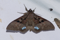 Ischyja marapok