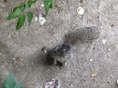 Otospermophilus variegatus