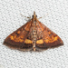 California Pyrausta Moth - Photo (c) Ken-ichi Ueda, some rights reserved (CC BY)