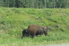 Bison bison athabascae
