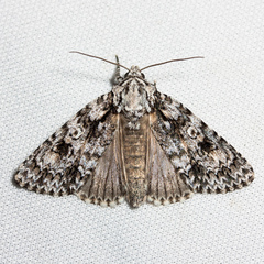 Acronicta marmorata