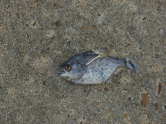 Serrasalmus maculatus