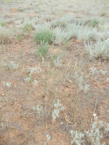 Dianthus leptopetalus, photograph 4