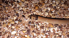 Pygopus nigriceps