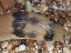 Pygopus nigriceps