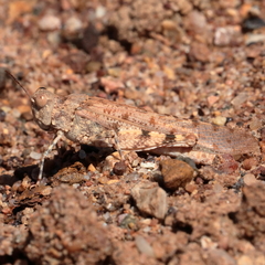 Sphingonotus erythropterus