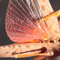 Sphingonotus erythropterus