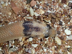 Pygopus nigriceps