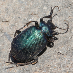 Calosoma schayeri