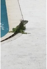 Iguana iguana