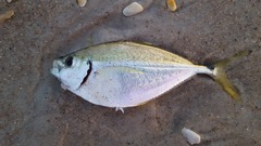 Chloroscombrus chrysurus