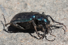 Calosoma schayeri