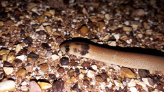 Pygopus nigriceps