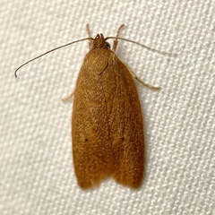 Enoplidia