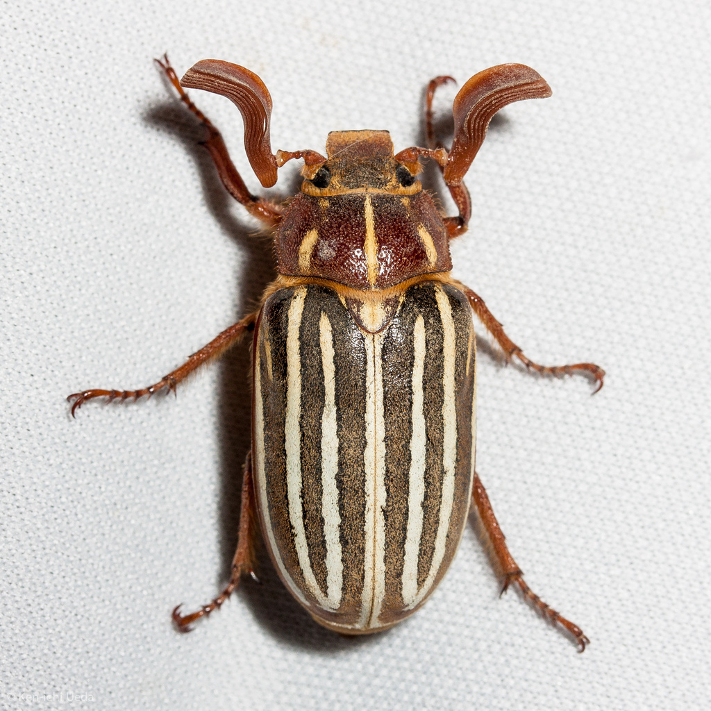 Long-haired Chafer