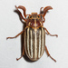 Long-haired June Beetle - Photo (c) Ken-ichi Ueda, some rights reserved (CC BY)
