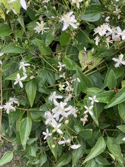 Clematis flammula