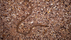 Pygopus nigriceps