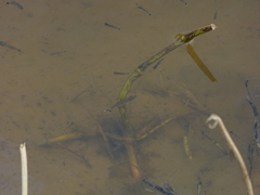 Moenkhausia intermedia