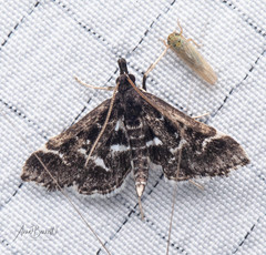 Diasemiodes janassialis