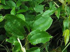 Smilax bracteata