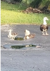 Cairina moschata domestica