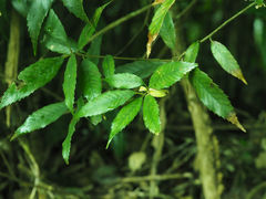 Quercus stenophylloides