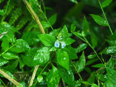 Rungia taiwanensis