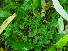 Selaginella stauntoniana