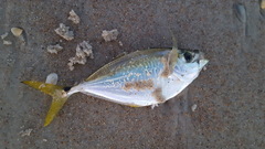 Chloroscombrus chrysurus