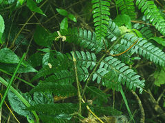 Polystichum biaristatum