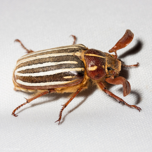 Long-haired June Beetle