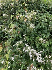Clematis flammula