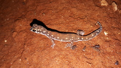 Rhynchoedura eyrensis