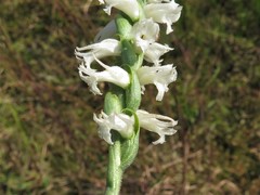 Spiranthes niklasii