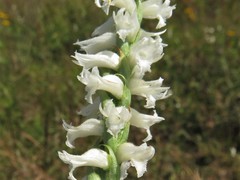 Spiranthes niklasii