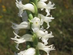 Spiranthes niklasii