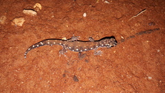 Rhynchoedura eyrensis