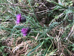 Carduus crispus