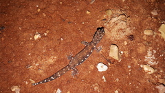 Rhynchoedura eyrensis