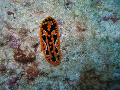 Phyllidia undula