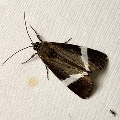 Coenotoca subaspersa