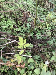 Aegopodium podagraria