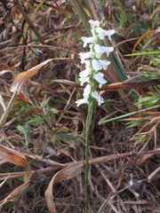 Spiranthes niklasii